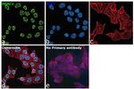 HDAC2 Antibody in Immunocytochemistry (ICC/IF)