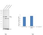 HDAC2 Antibody