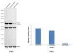 HDAC2 Antibody in Western Blot (WB)