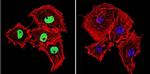 HDAC2 Antibody in Immunocytochemistry (ICC/IF)