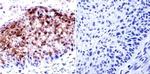 HDAC2 Antibody in Immunohistochemistry (Paraffin) (IHC (P))