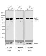 Mouse IgG1 Secondary Antibody in Western Blot (WB)