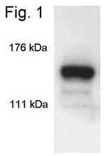 SIN3A Antibody in Western Blot (WB)