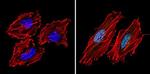 SIN3A Antibody in Immunocytochemistry (ICC/IF)