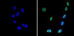 SIN3A Antibody in Immunocytochemistry (ICC/IF)