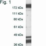 DNMT1 Antibody in Western Blot (WB)