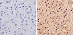 DMAP1 Antibody in Immunohistochemistry (Paraffin) (IHC (P))