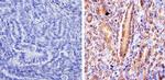 DMAP1 Antibody in Immunohistochemistry (Paraffin) (IHC (P))