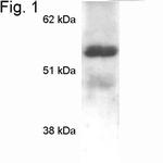 MECP2 Antibody in Western Blot (WB)