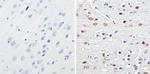 MECP2 Antibody in Immunohistochemistry (Paraffin) (IHC (P))