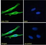 Golgi protein 58k Antibody in Immunocytochemistry (ICC/IF)