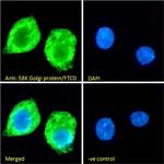 Golgi protein 58k Antibody in Immunocytochemistry (ICC/IF)