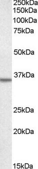 Annexin A2 Antibody in Western Blot (WB)