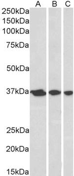 APE1 Antibody in Western Blot (WB)