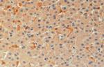 PYCARD Antibody in Immunohistochemistry (Paraffin) (IHC (P))