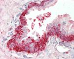 BID Antibody in Immunohistochemistry (Paraffin) (IHC (P))