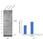 Calreticulin Antibody in Western Blot (WB)