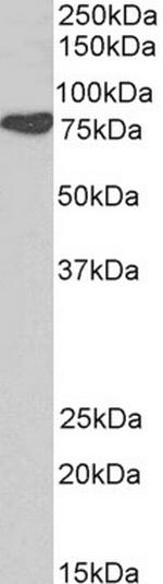 Cortactin Antibody in Western Blot (WB)