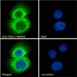 ERK1 Antibody in Immunocytochemistry (ICC/IF)