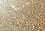 GAPDH Antibody in Immunohistochemistry (Paraffin) (IHC (P))