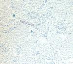 GAPDH Antibody in Immunohistochemistry (Paraffin) (IHC (P))