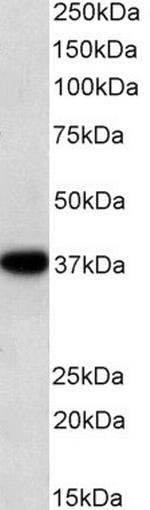 GAPDH Antibody in Western Blot (WB)