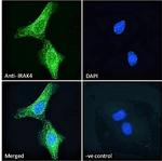 IRAK4 Antibody in Immunocytochemistry (ICC/IF)