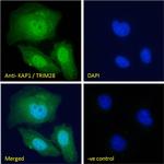 TRIM28 Antibody in Immunocytochemistry (ICC/IF)