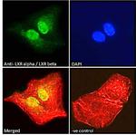 LXR alpha/beta Antibody in Immunocytochemistry (ICC/IF)