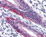 MMP7 Antibody in Immunohistochemistry (Paraffin) (IHC (P))