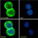 MyD88 Antibody in Immunocytochemistry (ICC/IF)