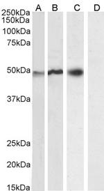 p47phox Antibody in Western Blot (WB)