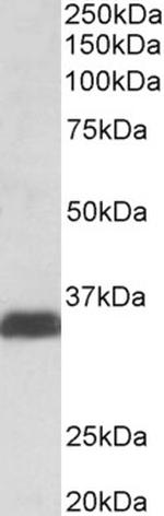 Osteopontin Antibody in Western Blot (WB)