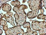 PAI1 Antibody in Immunohistochemistry (Paraffin) (IHC (P))