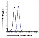 RBP1 Antibody in Flow Cytometry (Flow)