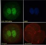 RXRA Antibody in Immunocytochemistry (ICC/IF)