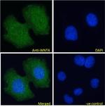 WNT4 Antibody in Immunocytochemistry (ICC/IF)