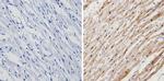 Calsequestrin Antibody in Immunohistochemistry (Paraffin) (IHC (P))