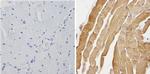 Calsequestrin Antibody in Immunohistochemistry (Paraffin) (IHC (P))