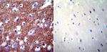 PMCA2 ATPase Antibody in Immunohistochemistry (Paraffin) (IHC (P))