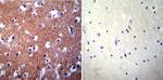 PMCA3 ATPase Antibody in Immunohistochemistry (Paraffin) (IHC (P))