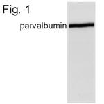 Parvalbumin Antibody in Western Blot (WB)