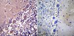 Parvalbumin Antibody in Immunohistochemistry (Paraffin) (IHC (P))