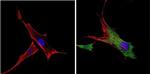 VDAC Antibody in Immunocytochemistry (ICC/IF)