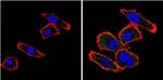 VDAC Antibody in Immunocytochemistry (ICC/IF)