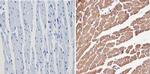 VDAC Antibody in Immunohistochemistry (Paraffin) (IHC (P))