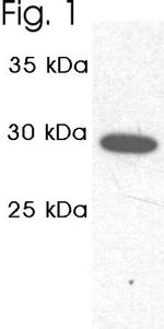 PSMA1 Antibody in Western Blot (WB)