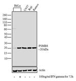 PSMB8 Antibody