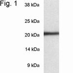 PSMB8 Antibody in Western Blot (WB)