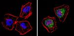 PSMD3 Antibody in Immunocytochemistry (ICC/IF)